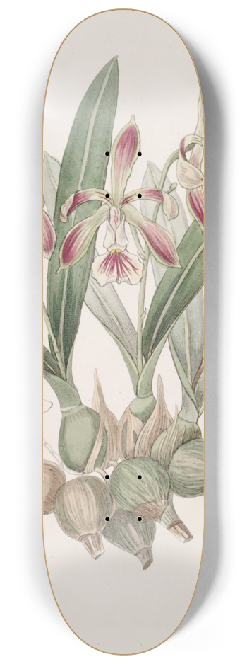 Sydenham Edwards - Pear-shaped Epidendrum 8.25 inch art skate deck