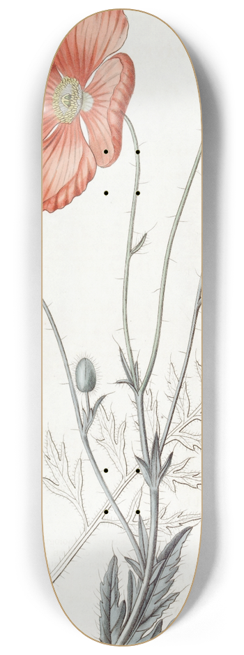 Sydenham Edwards - Persian Poppy 8.25 inch art skate deck