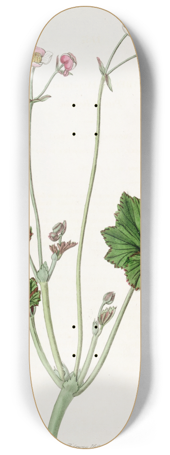 Sydenham Edwards - Petaled Begonia 8.25 inch art skate deck