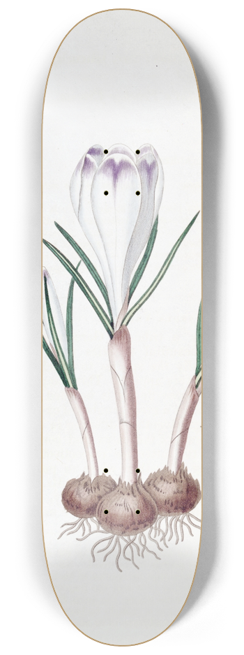 Sydenham Edwards - Pheasants Feather Crocus 8.25 inch art skate deck