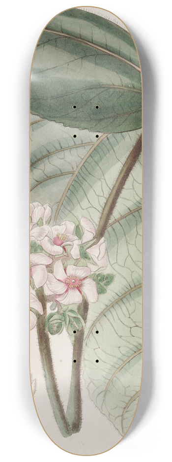 Sydenham Edwards - Pink Astiria 8.25 inch art skate deck