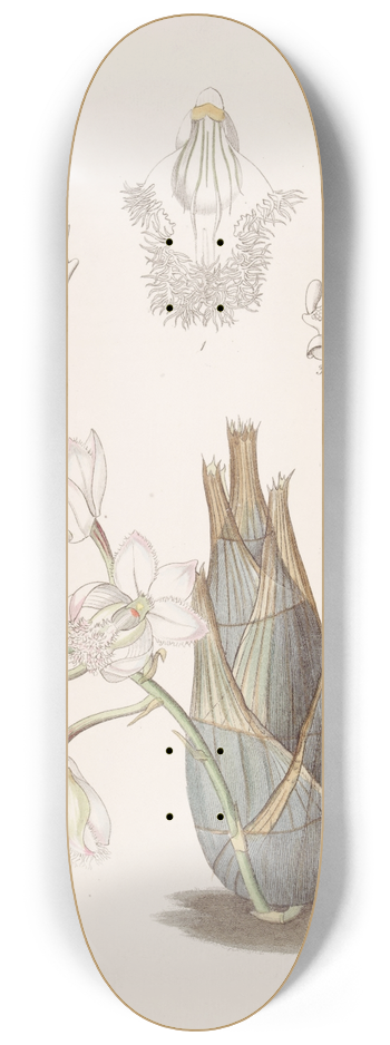 Sydenham Edwards - Pink-flowered Clowesia 8.25 inch art skate deck