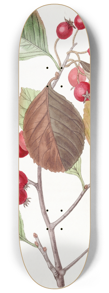 Sydenham Edwards - Plum-leaved Thorn 8.25 inch art skate deck