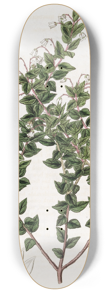 Sydenham Edwards - Pointed-leaved Pernettia 8.25 inch art skate deck