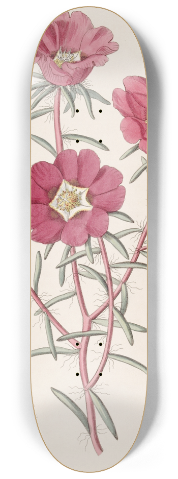 Sydenham Edwards - Portulaca splendens 8.25 inch art skate deck