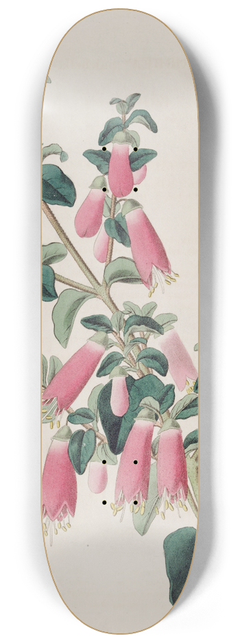 Sydenham Edwards - Pretty Correa 8.25 inch art skate deck