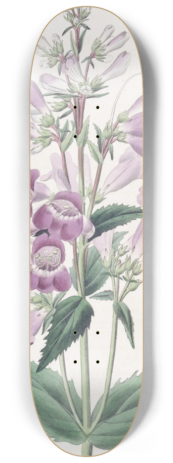Sydenham Edwards - Pretty Pentstemon 8.25 inch art skate deck