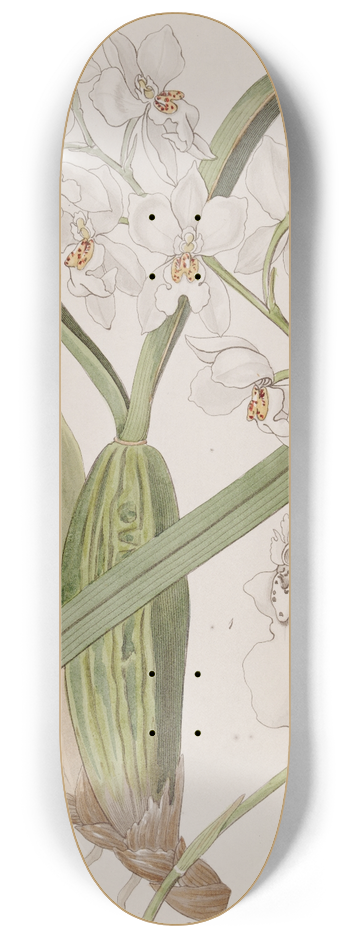 Sydenham Edwards - Pretty Tooth-tongue 8.25 inch art skate deck