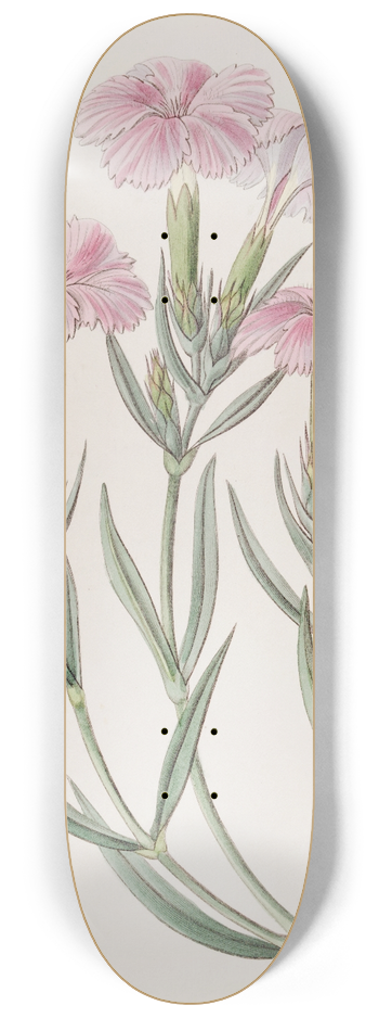Sydenham Edwards - Prince Bisignanos Tree Pink 8.25 inch art skate deck