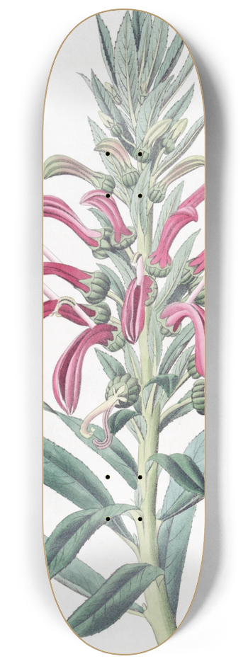 Sydenham Edwards - Purple Lobelia 8.25 inch art skate deck