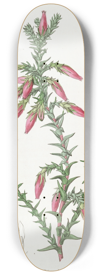 Sydenham Edwards - Red Cosmelia 8.25 inch art skate deck