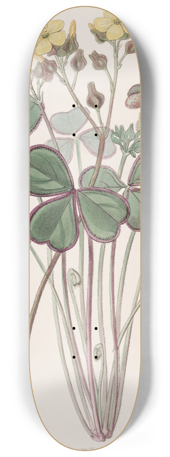 Sydenham Edwards - Red-edged Wood Sorrel 8.25 inch art skate deck