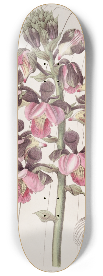 Sydenham Edwards - Rose-coloured Lissochilus 8.25 inch art skate deck