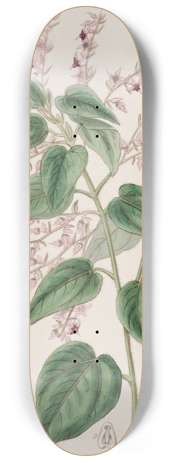 Sydenham Edwards - Rosy-armed Corethrostylis 8.25 inch art skate deck