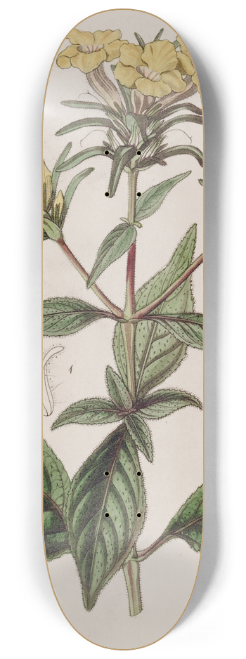 Sydenham Edwards - Rough-leaved Conehead 8.25 inch art skate deck