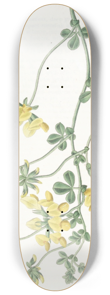 Sydenham Edwards - Sand Lotus 8.25 inch art skate deck