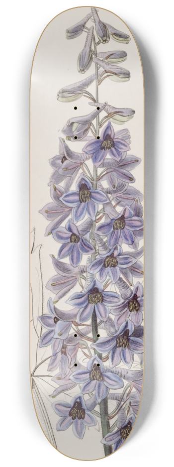 Sydenham Edwards - Sapphire-Blue variable Larkspur 8.25 inch art skate deck