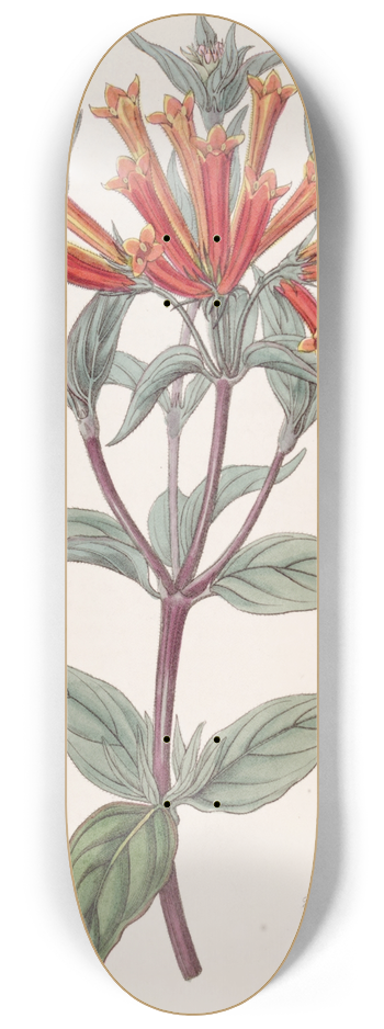 Sydenham Edwards - Scarlet Bouvardia 8.25 inch art skate deck