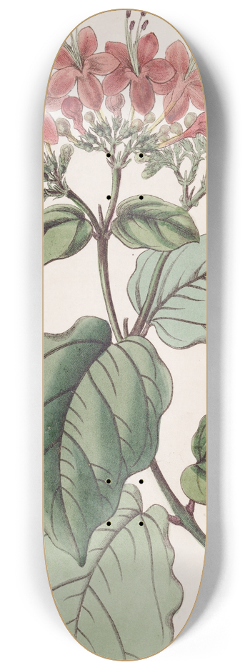 Sydenham Edwards - Scarlet Glory-tree 8.25 inch art skate deck
