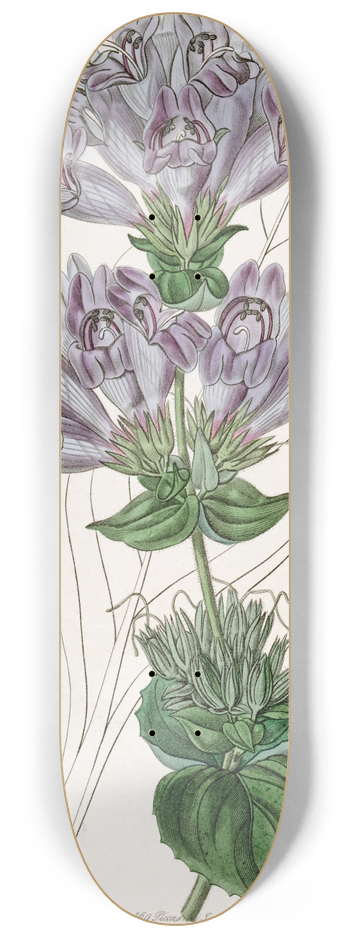 Sydenham Edwards - Sea Lavender-leaved Pentstemon 8.25 inch art skate deck