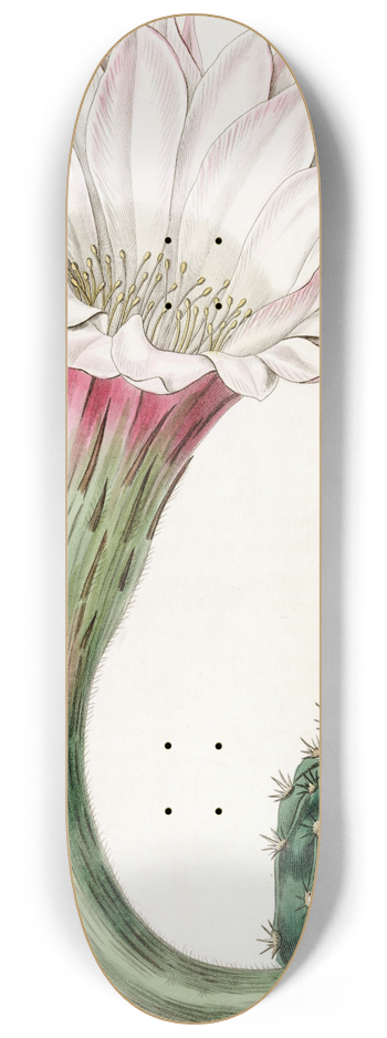 Sydenham Edwards - Sharp-angled spiny Cactus 8.25 inch art skate deck