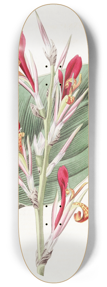 Sydenham Edwards - Shewy Canna 8.25 inch art skate deck