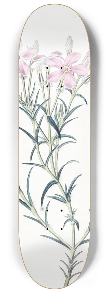 Sydenham Edwards - Shewy Phlox 8.25 inch art skate deck
