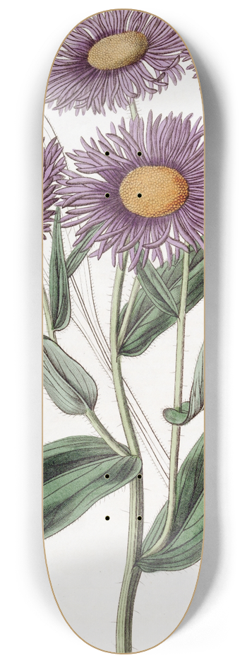 Sydenham Edwards - Shewy Stenactis 8.25 inch art skate deck