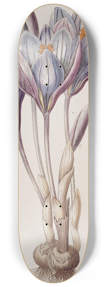 Sydenham Edwards - Showy Autumn Crocus 8.25 inch art skate deck