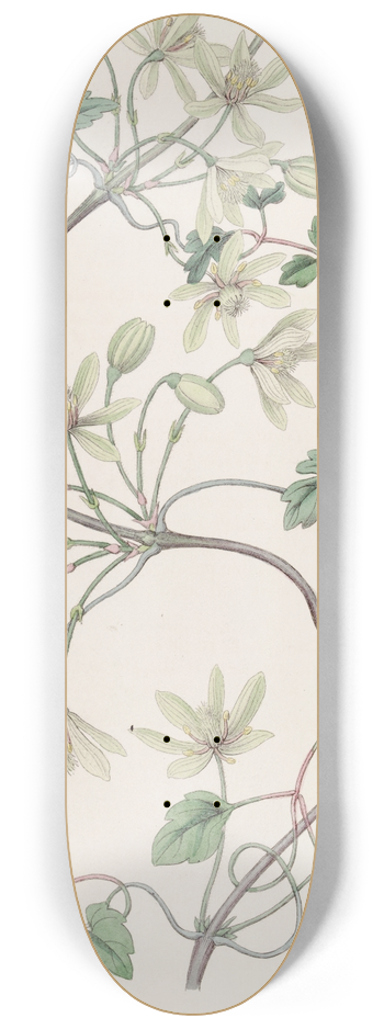 Sydenham Edwards - Six-petaled Virgins bower 8.25 inch art skate deck