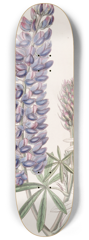 Sydenham Edwards - Slender-fruited Lupine 8.25 inch art skate deck