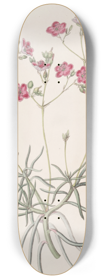 Sydenham Edwards - Slender-leaved Talinum 8.25 inch art skate deck