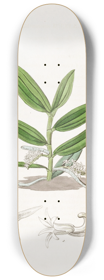 Sydenham Edwards - Small-flowered Angraecum 8.25 inch art skate deck