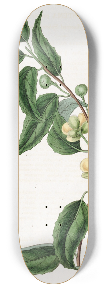 Sydenham Edwards - Small-flowered Sphrostema 8.25 inch art skate deck