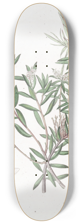 Sydenham Edwards - Small-flowered Whitebeard 8.25 inch art skate deck