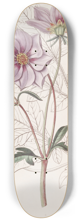 Sydenham Edwards - Smooth Dwarf Dahlia 8.25 inch art skate deck