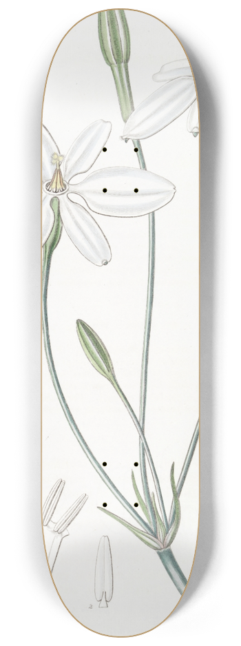 Sydenham Edwards - Snow-white Milla 8.25 inch art skate deck