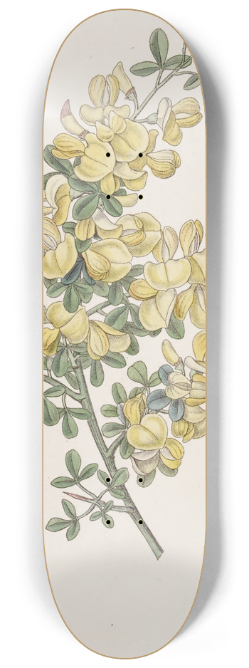 Sydenham Edwards - Spiny Calycotome 8.25 inch art skate deck
