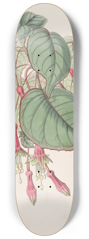 Sydenham Edwards - Splendid Fuchsia 8.25 inch art skate deck