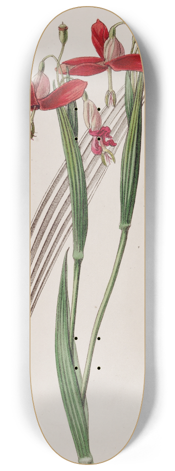 Sydenham Edwards - Spotless Stiffstalk 8.25 inch art skate deck