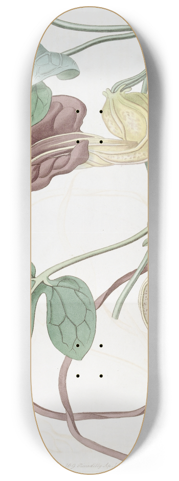 Sydenham Edwards - Spotted Cattleya 8.25 inch art skate deck