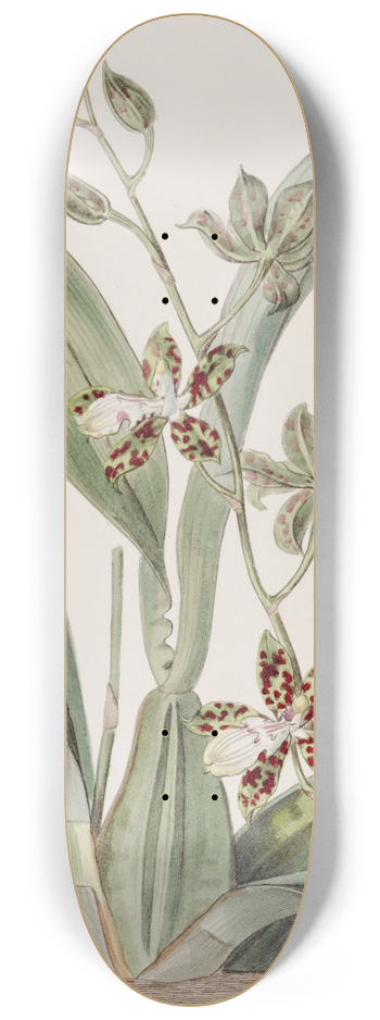 Sydenham Edwards - Spotted Cyrtochilum 8.25 inch art skate deck