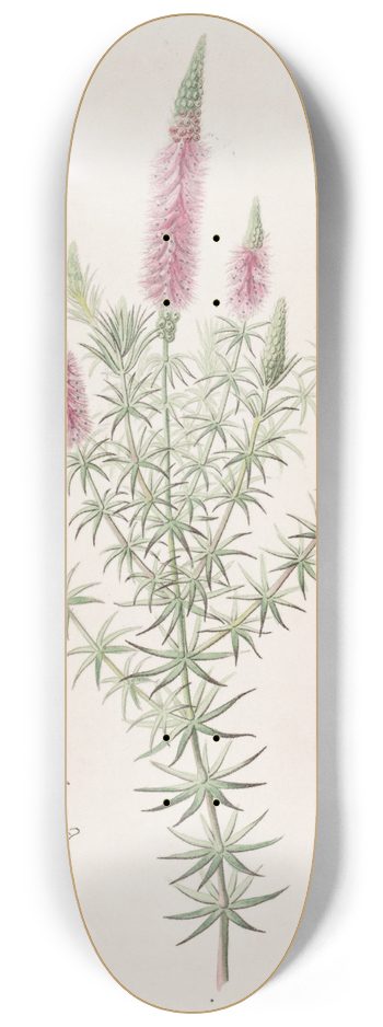Sydenham Edwards - Starry Dysophyll 8.25 inch art skate deck