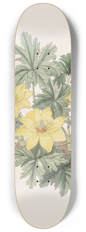 Sydenham Edwards - Stemless Globeflower 8.25 inch art skate deck