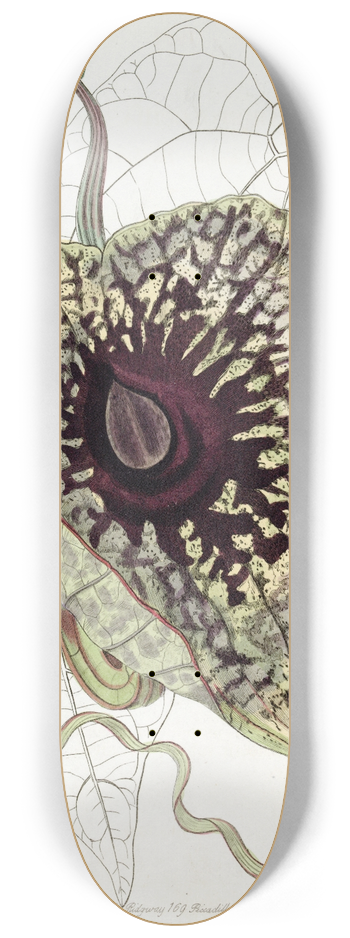 Sydenham Edwards - Stinking Birthwort 8.25 inch art skate deck