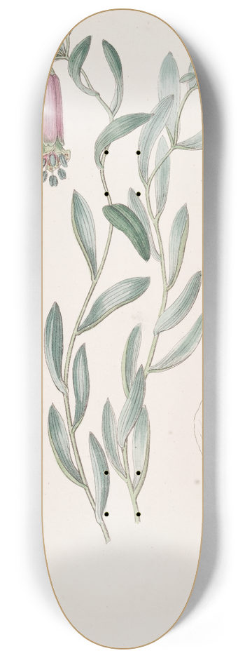 Sydenham Edwards - Sweet Collania 8.25 inch art skate deck