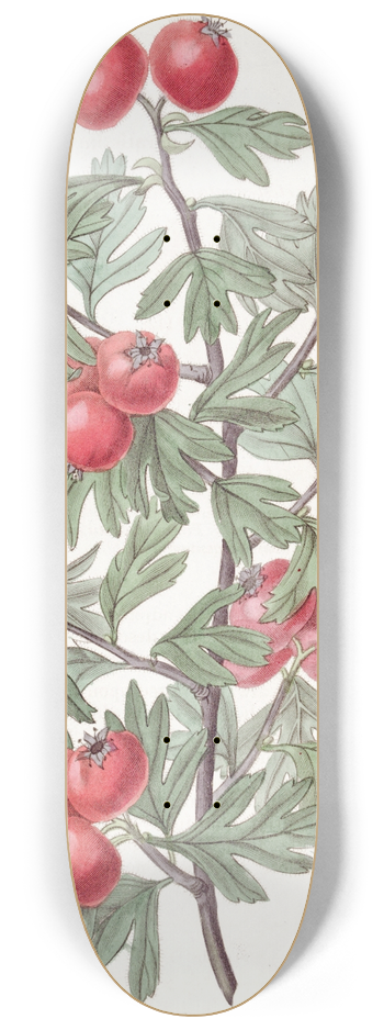 Sydenham Edwards - Sweetest-Scented Hawthorn 8.25 inch art skate deck
