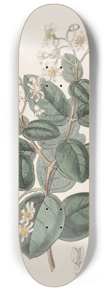Sydenham Edwards - Sweet-scented Boldu 8.25 inch art skate deck