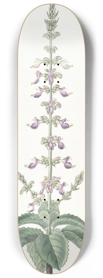 Sydenham Edwards - Sweet-scented Coleus 8.25 inch art skate deck
