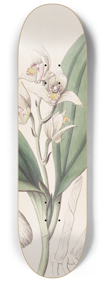 Sydenham Edwards - Sweet-scented Hair Orchis 8.25 inch art skate deck
